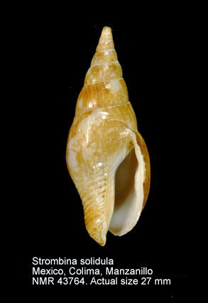 Strombina solidula.jpg - Strombina solidula(Reeve,1859)